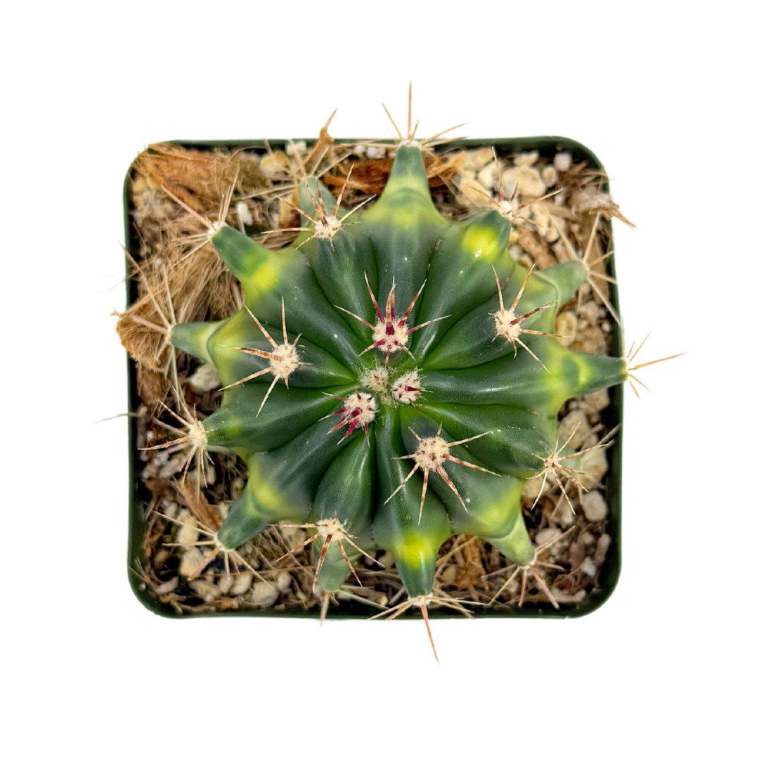 Variegated Fire Barrel Cactus | 3.5 inch | Ferocactus gracilis variegata: 3.5 inch