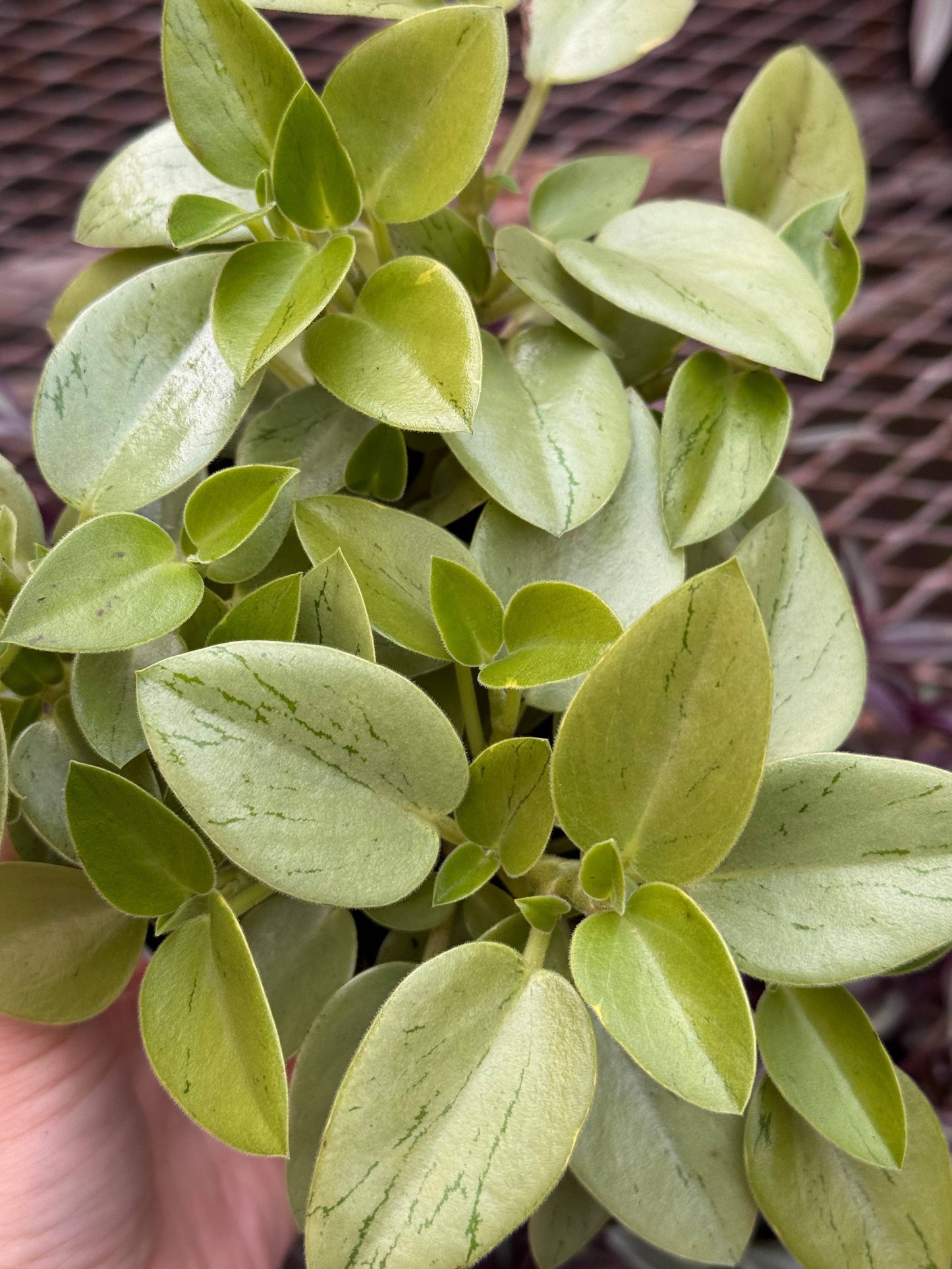 Peperomia 'Pixie Lime’: 4" Pot