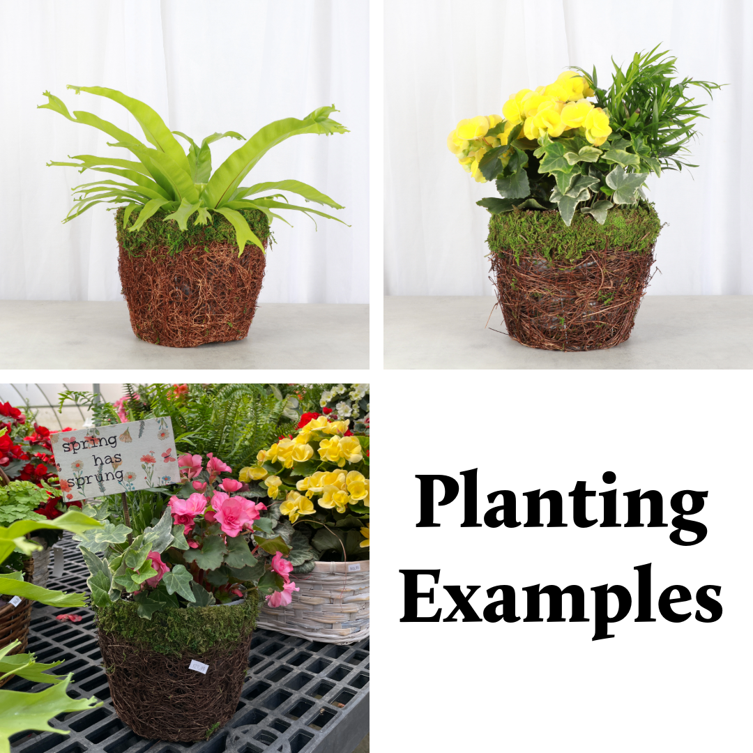 pot cover plant 6" Decorative Mossy Pot Cover or Planter for Plants – Plant & Pottery Co