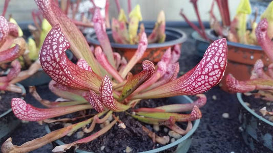 Sarracenia Scarlet Belle (pitcher plant). Starter plant.
