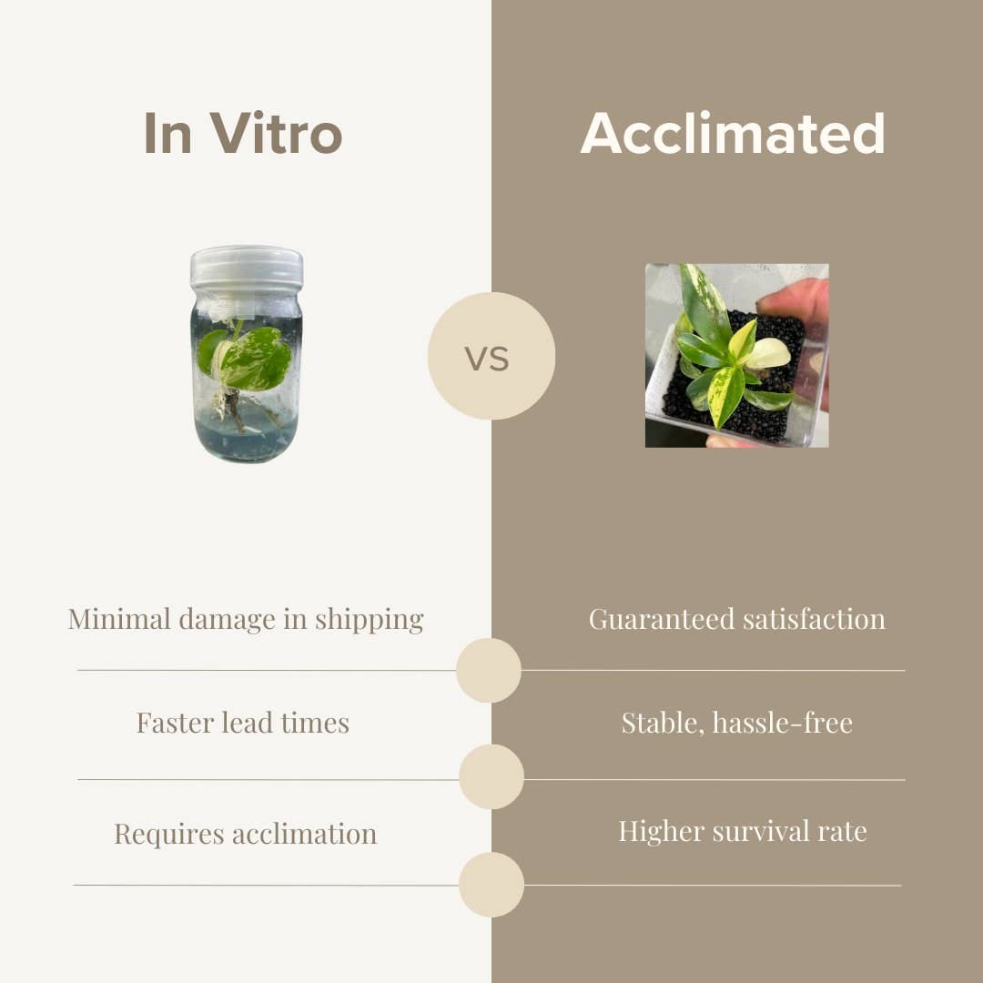 Epipremnum giganteum variegated TC Plantlet | Rare Houseplant: 5-Pack In Vitro (Pre-Order) ($5 ea.)