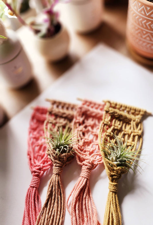 Air Plant Holder (Magnetic): Peach