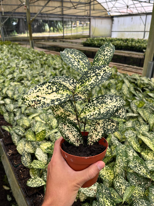 4" Florida Beauty 'Dracaena Surculosa'