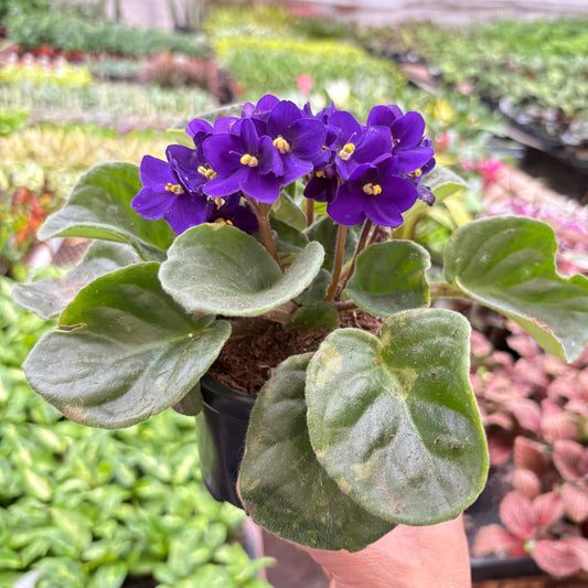 African Violet - 4" Pot