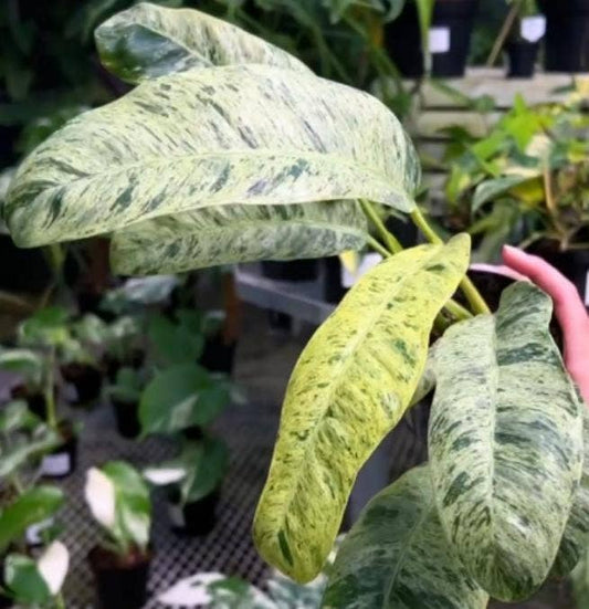Epipremnum giganteum variegated TC Plantlet | Rare Houseplant: 5-Pack In Vitro (Pre-Order) ($5 ea.)