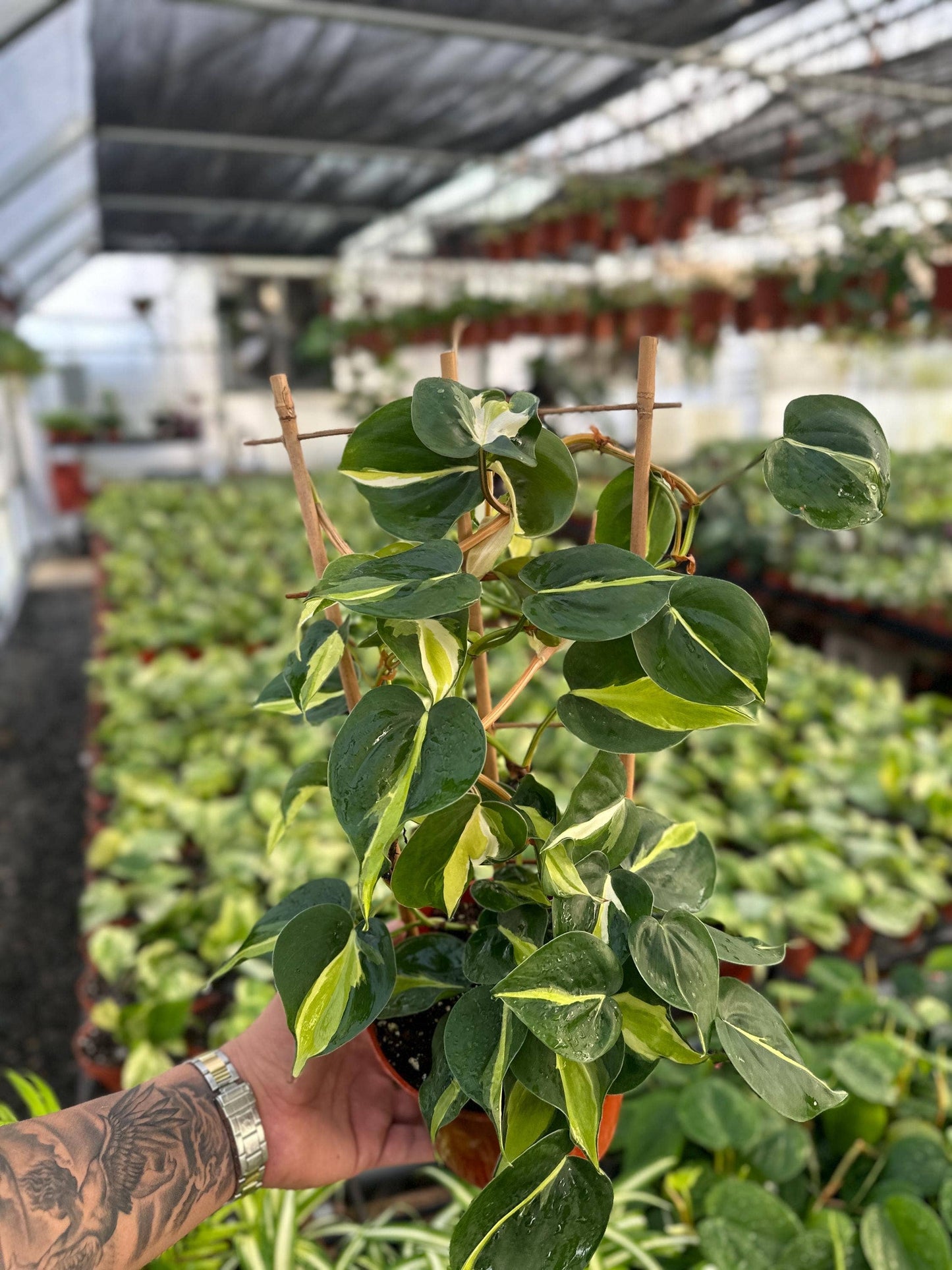 Trellis Cream Splash - 6" from MyPlants