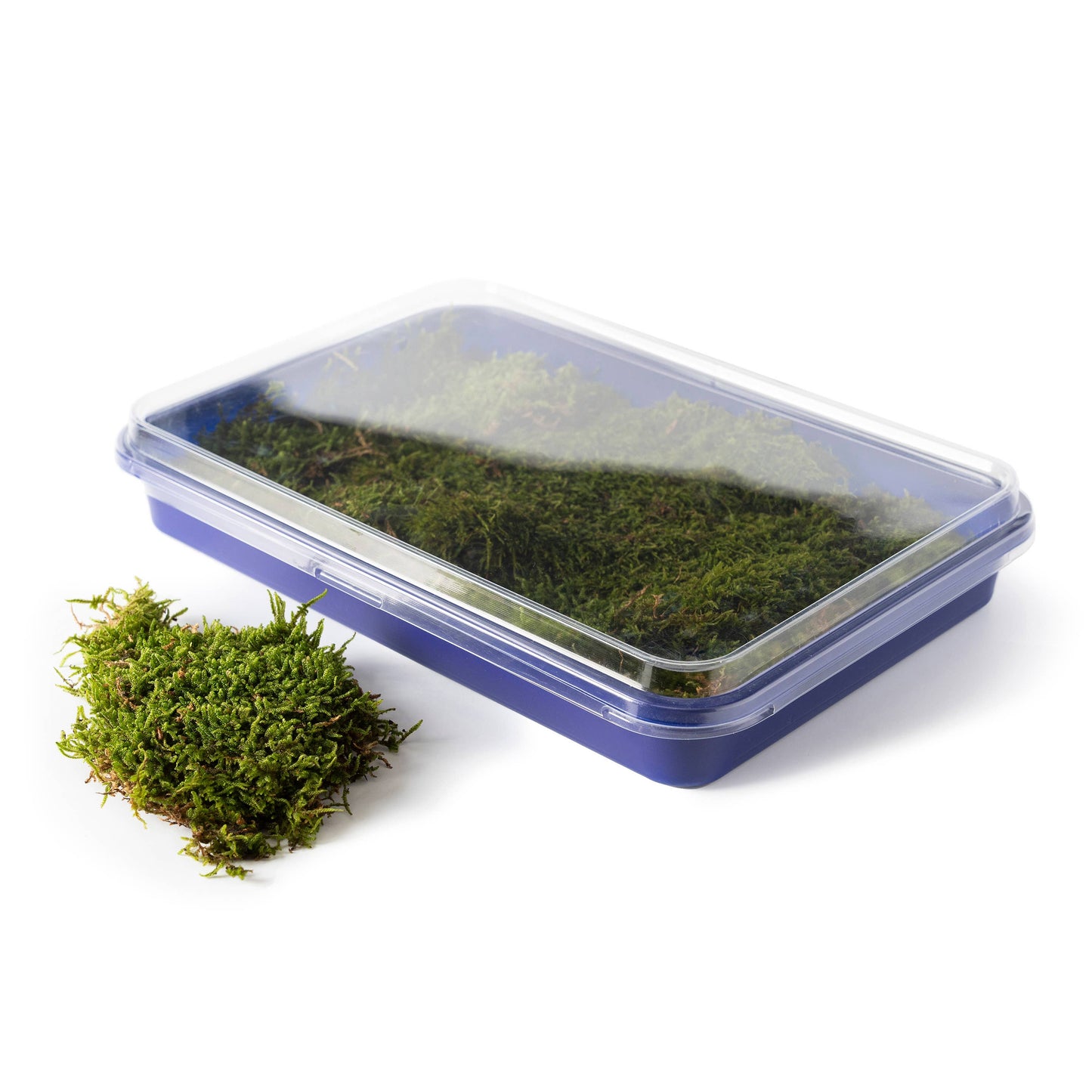 Fresh Moss