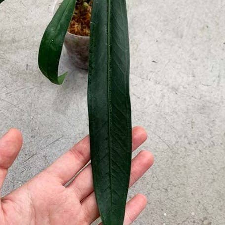 Anthurium pendens 4 inch