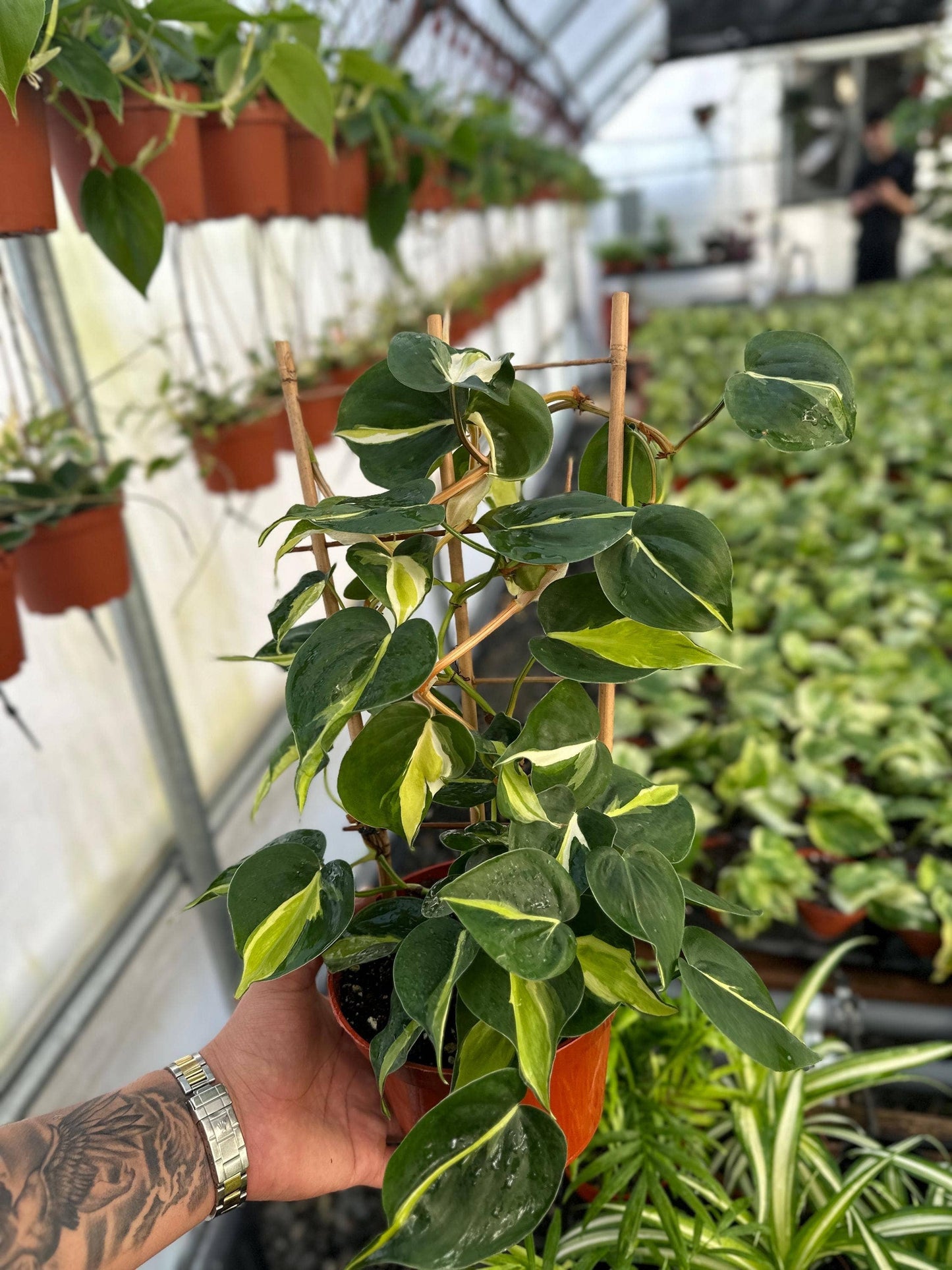 Trellis Cream Splash - 6" from MyPlants