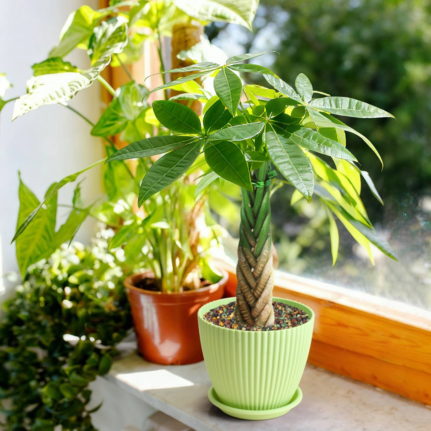 Braided Money Tree Pachira aquatica