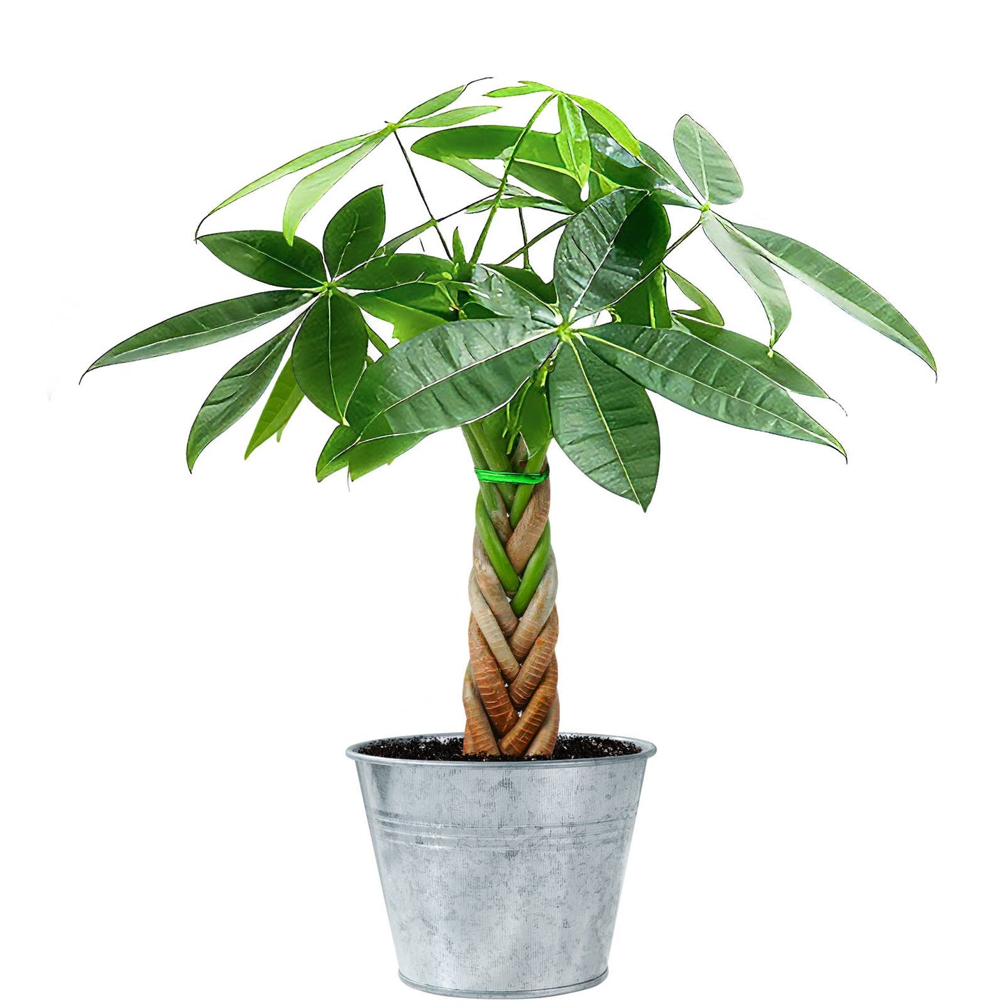 Braided Money Tree Pachira aquatica