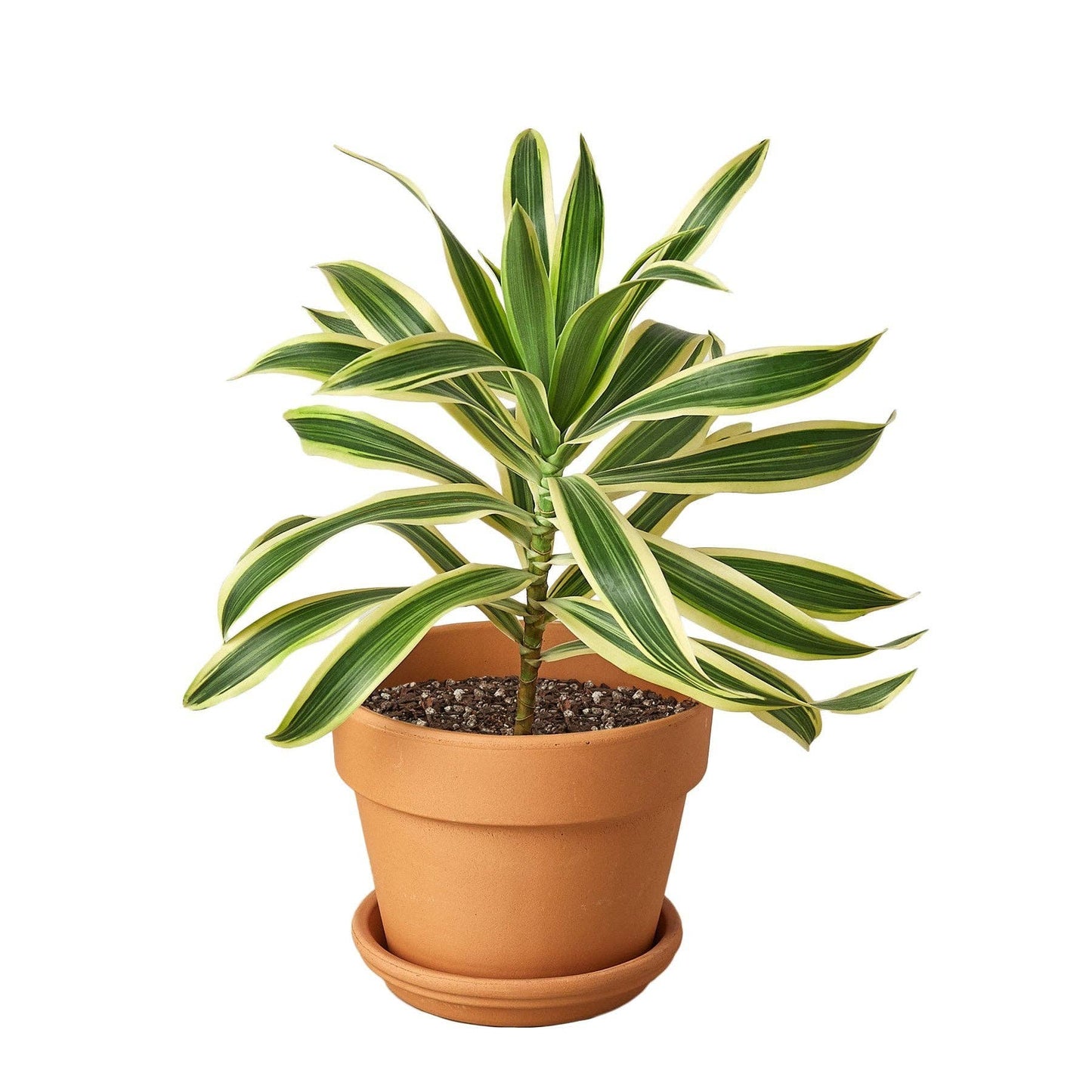 Dracaena 'Song of India': 6 in Pot