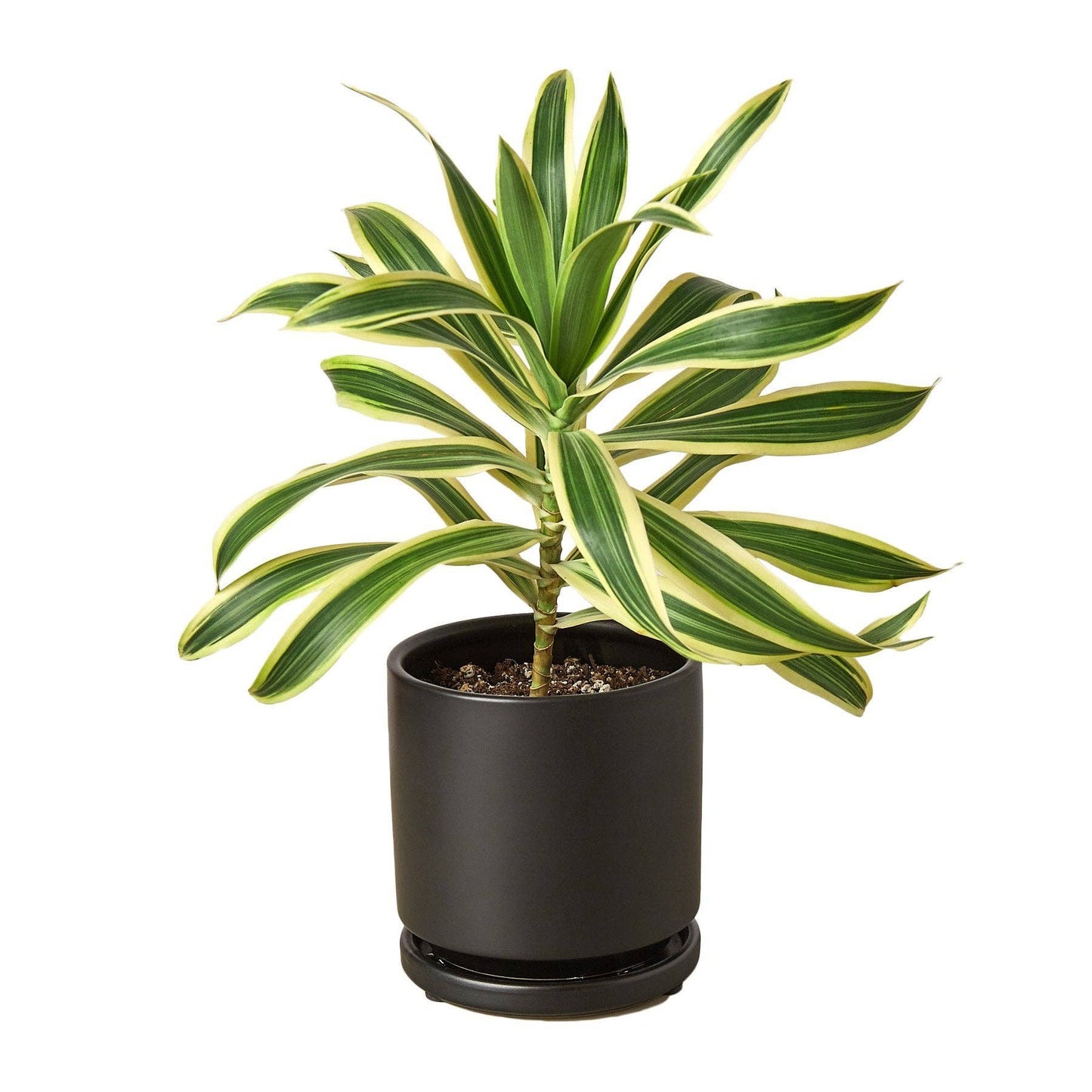 Dracaena 'Song of India': 6 in Pot