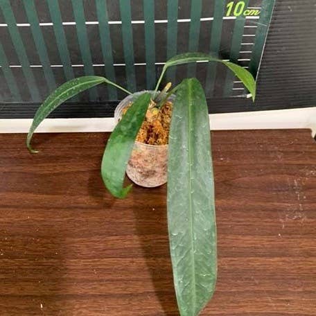Anthurium pendens 4 inch