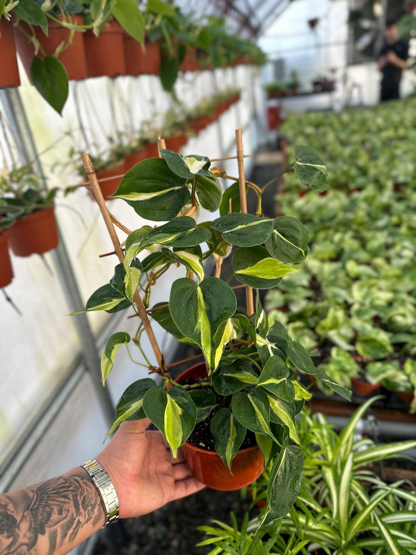 Trellis Cream Splash - 6" from MyPlants