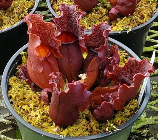Sarracenia Purpurea Venosa (small)