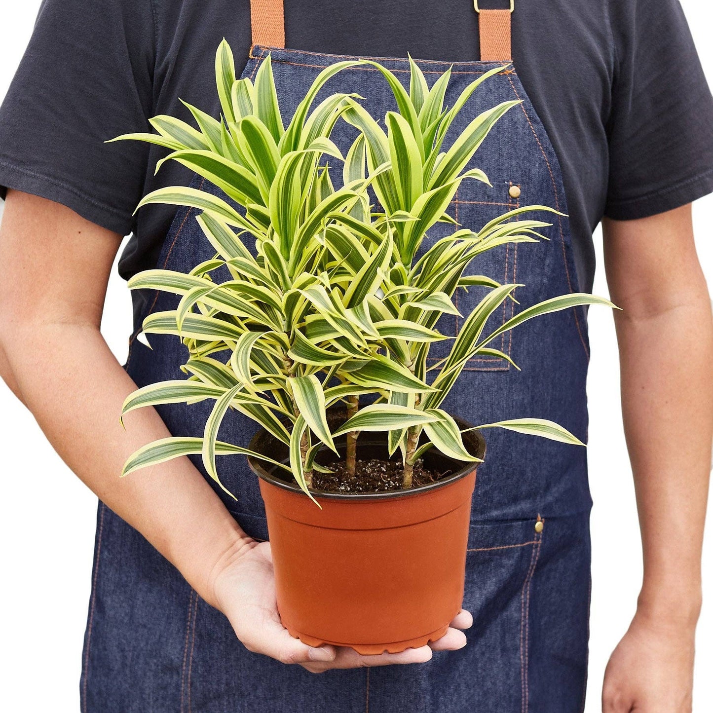 Dracaena 'Song of India': 6 in Pot