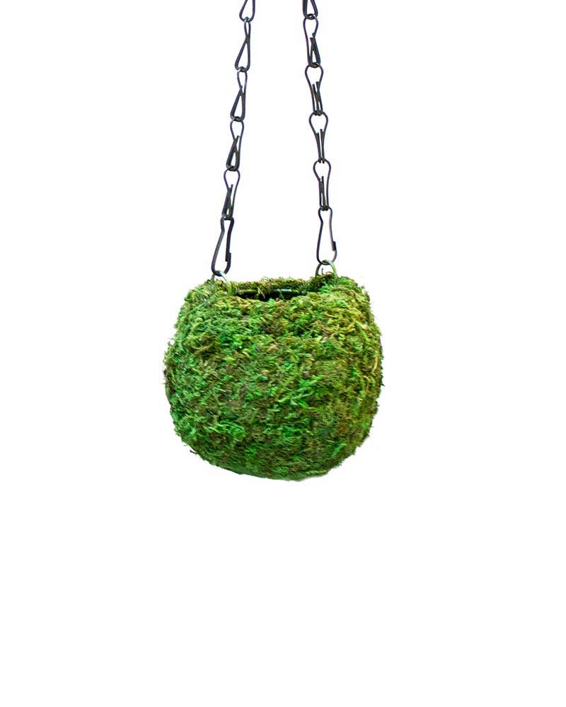 Kokedama, Fresh Green: Fresh Green / 4 in.