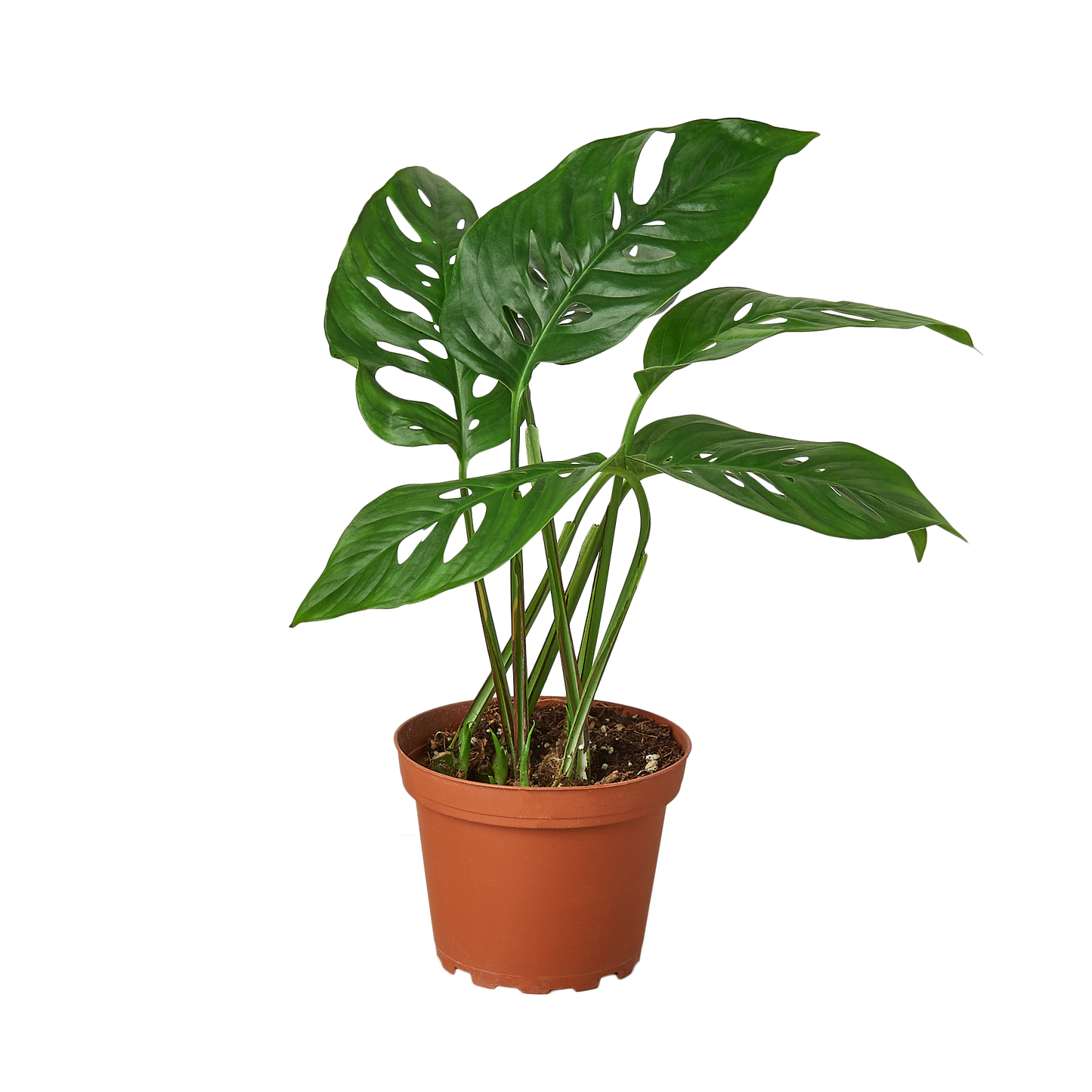 Monstera Adansonii 'Swiss Cheese': 6" Pot