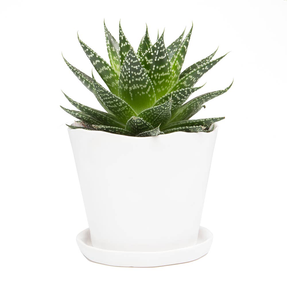 Tika Ceramic Pots and Planters With Saucer And Drainage Hole: Spruce / 5"