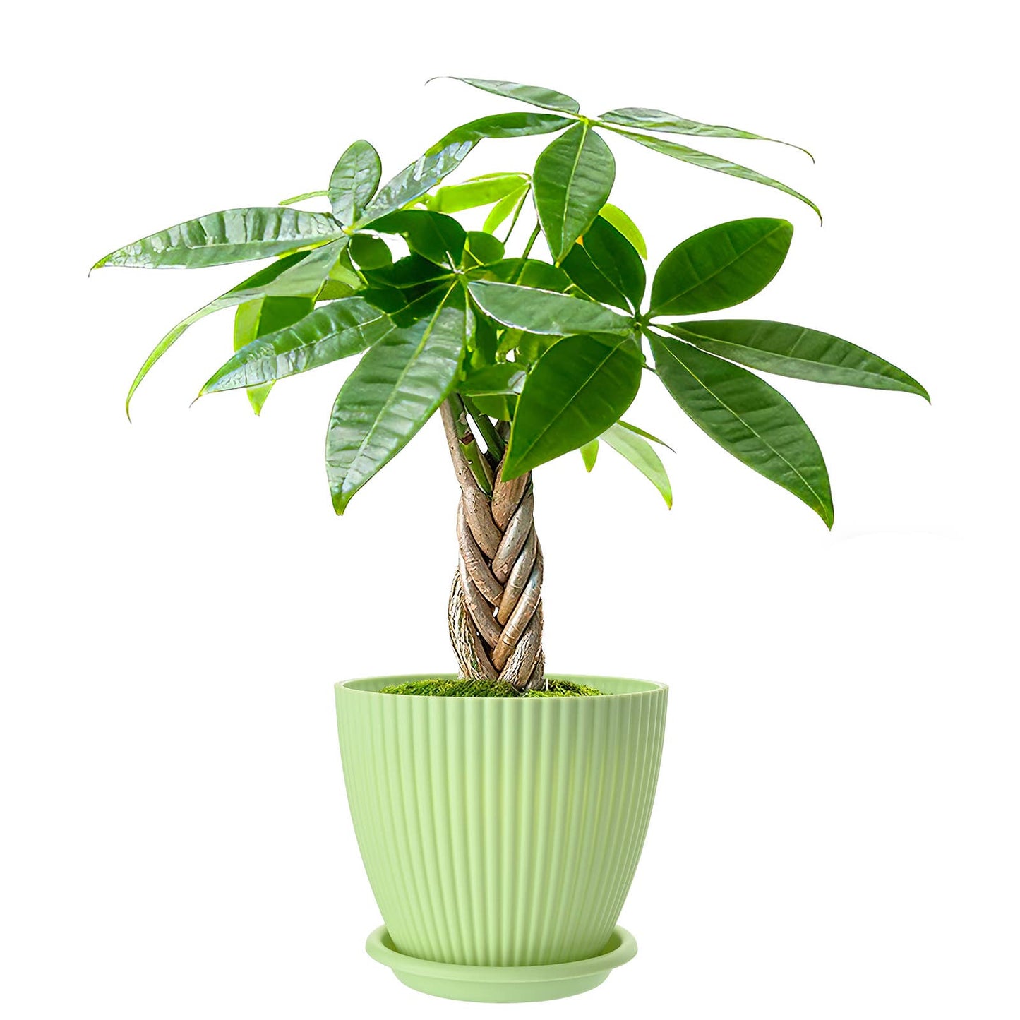 Braided Money Tree Pachira aquatica