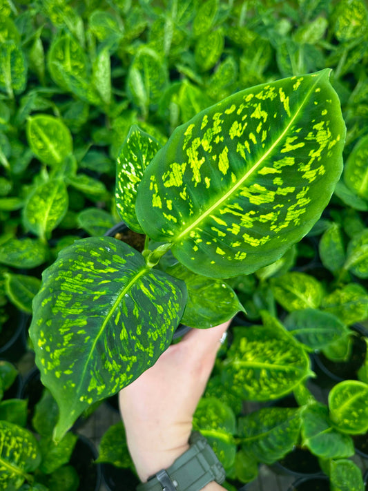 4" Dieffenbachia Reflector - Dumb Cane