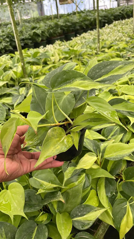 4" Philodendron 'Brazil'