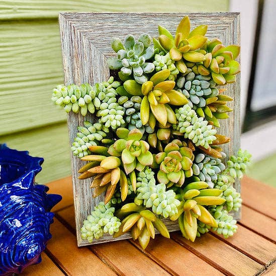 5x7 Vertical Planter Kit | Portrait Gardens: Box of 5