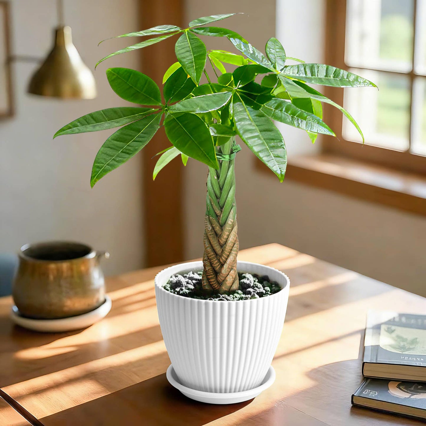 Braided Money Tree Pachira aquatica
