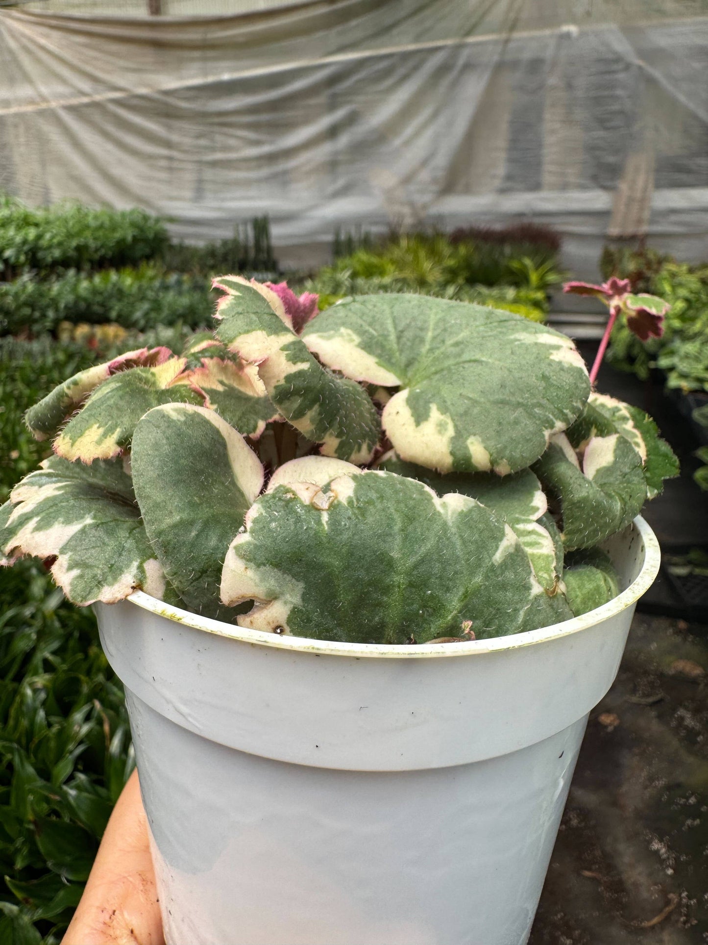 Saxifraga Tricolor: 4" Pot