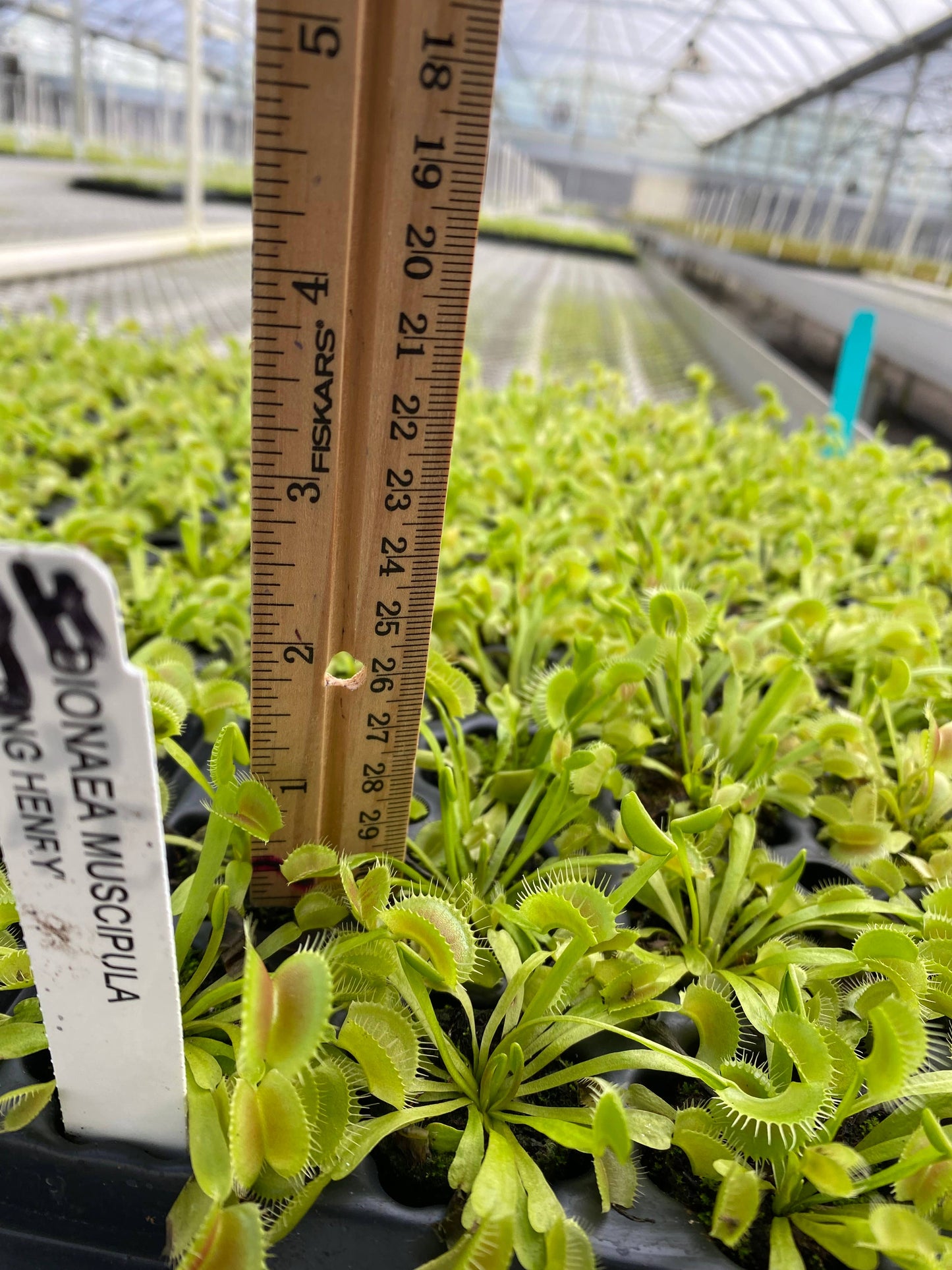 Dionaea Muscipula (Venus Fly Trap) King Henry