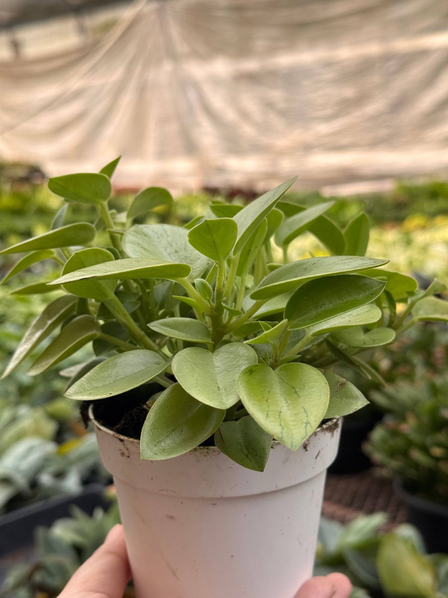 Peperomia 'Pixie Lime’: 4" Pot