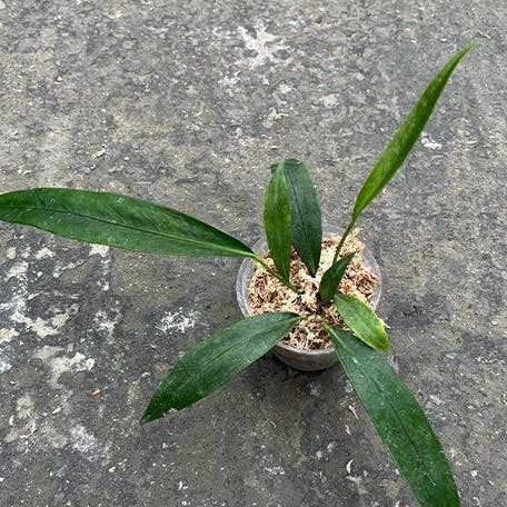Anthurium pendens 4 inch