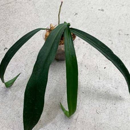 Anthurium pendens 4 inch