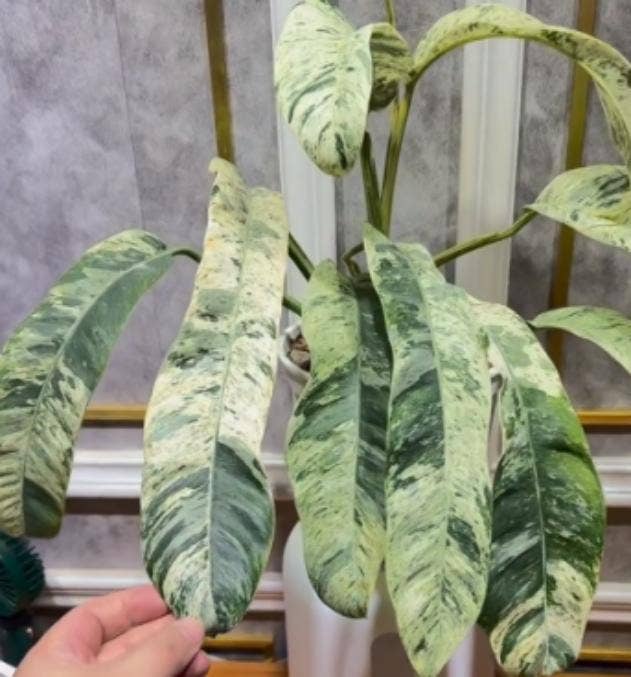 Epipremnum giganteum variegated TC Plantlet | Rare Houseplant: 5-Pack In Vitro (Pre-Order) ($5 ea.)