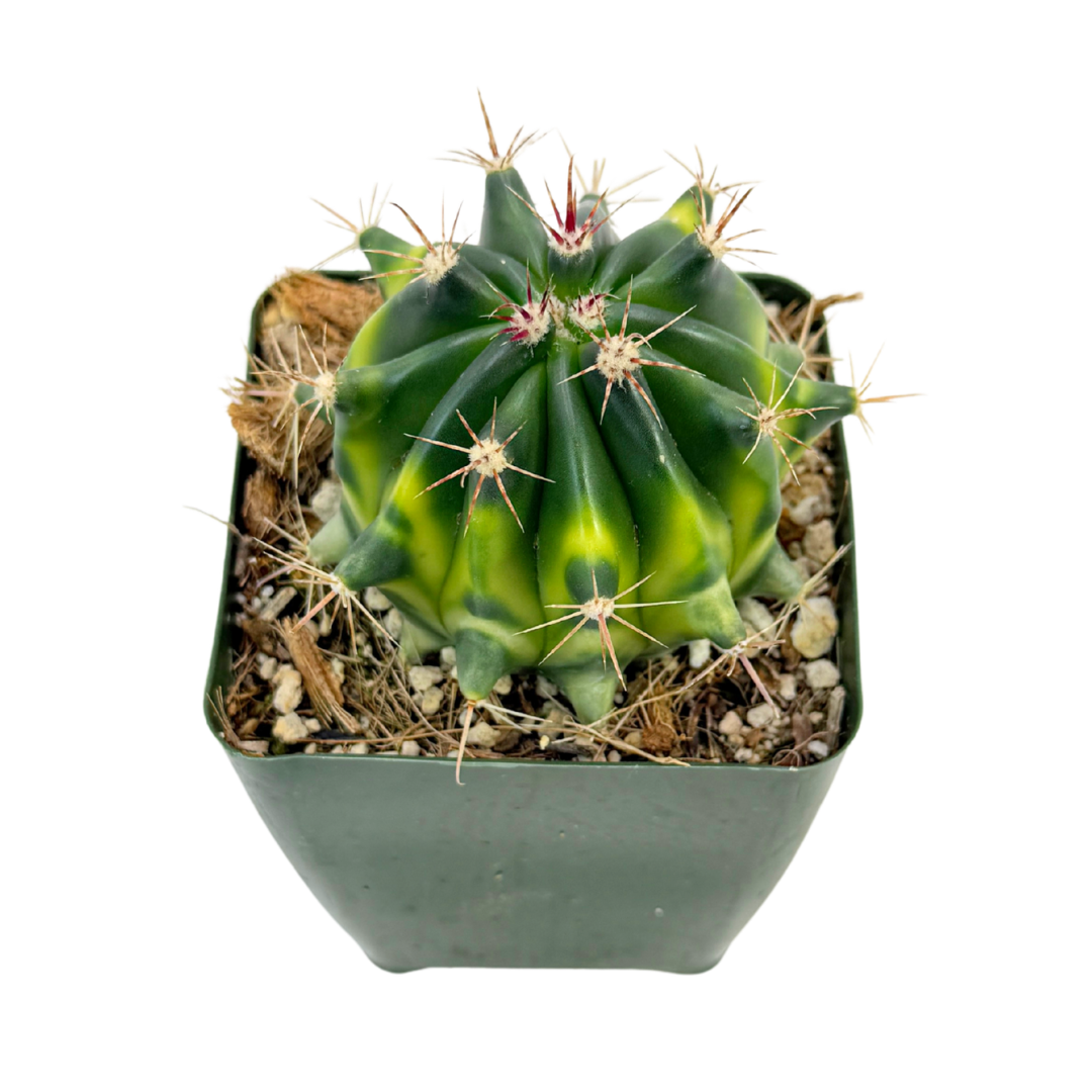 Variegated Fire Barrel Cactus | 3.5 inch | Ferocactus gracilis variegata: 3.5 inch