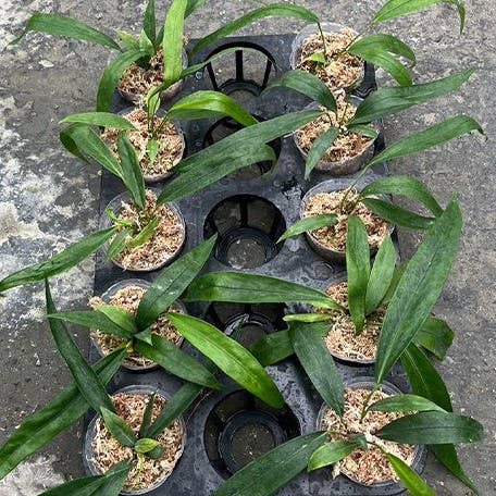 Anthurium pendens 4 inch