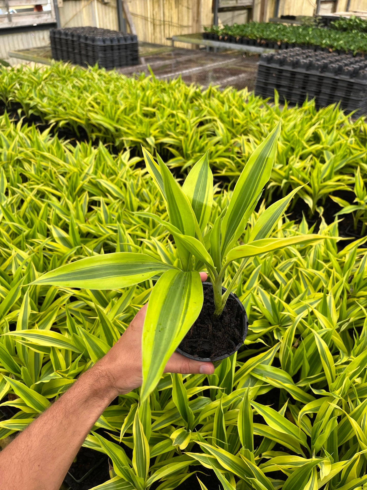 4" Dracaena Sanderiana Gold 'Lucky Bamboo'