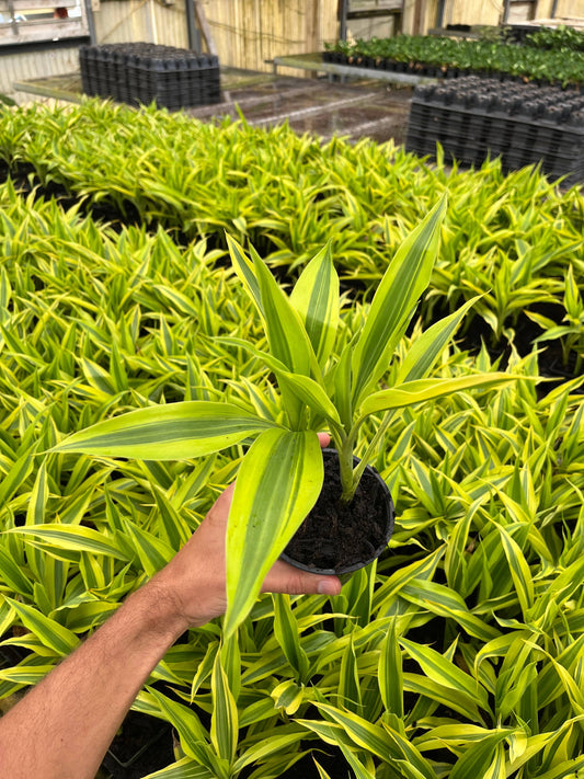4" Dracaena Sanderiana Gold 'Lucky Bamboo'