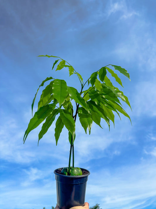 4" Lucky Bean Plant - Castanospermum Australe