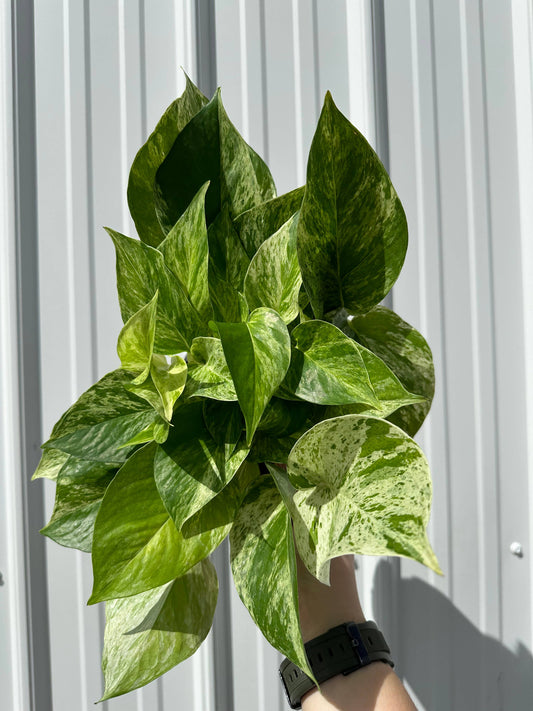 6" Pothos Marble Queen - Epipremnum Aureum 'Marble Queen'