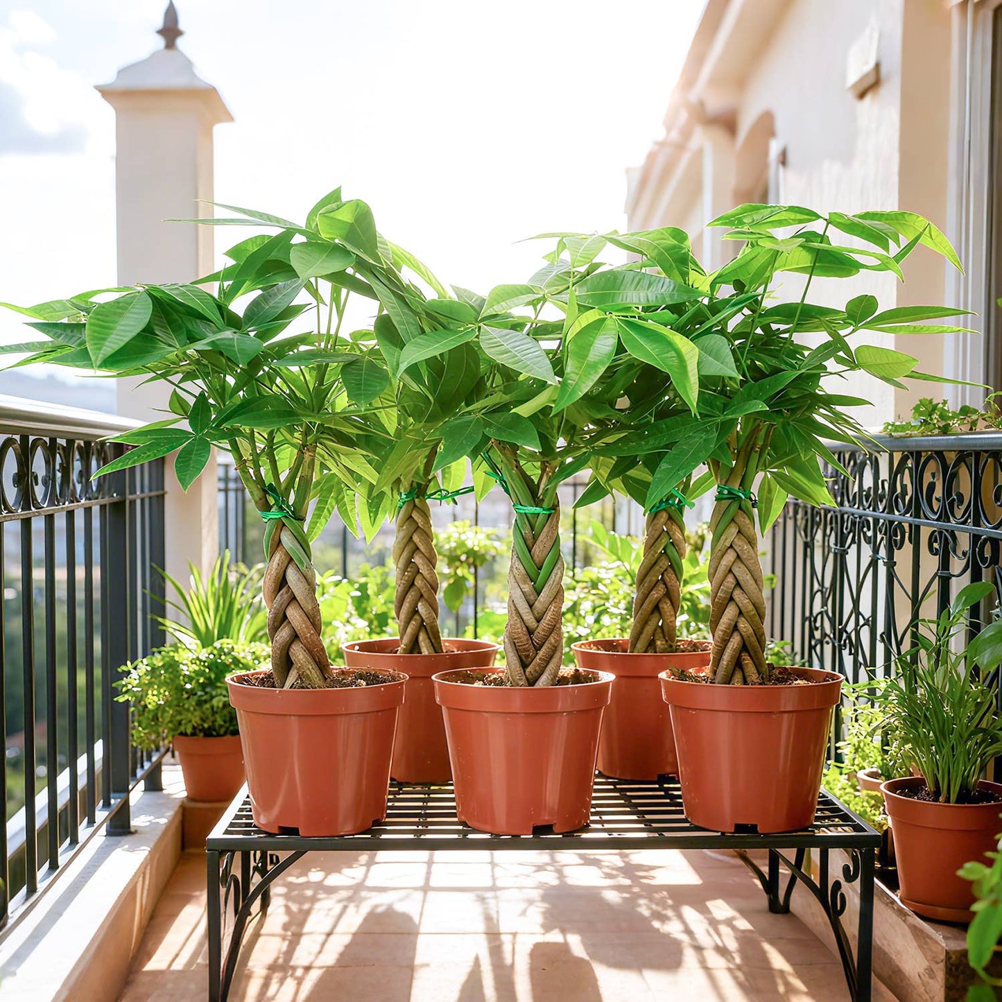 Braided Money Tree Pachira aquatica