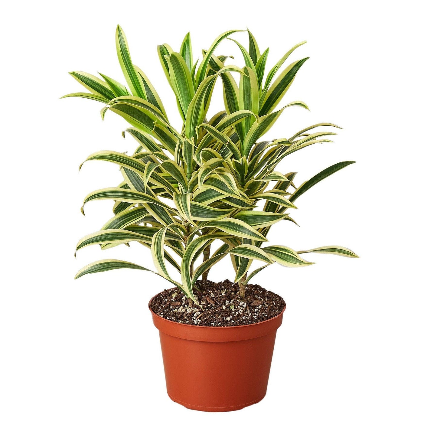 Dracaena 'Song of India': 6 in Pot