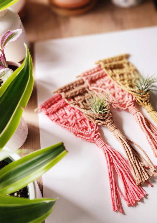 Air Plant Holder (Magnetic): Light Brown