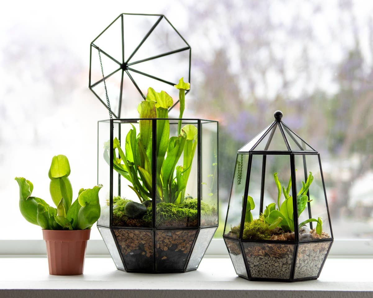 Glass Terrarium: Large