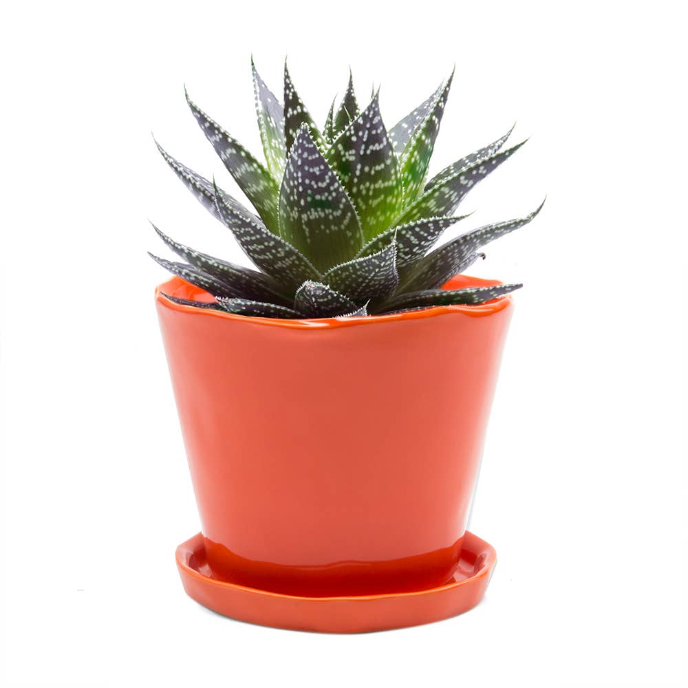 Tika Ceramic Pots and Planters With Saucer And Drainage Hole: Spruce / 5"