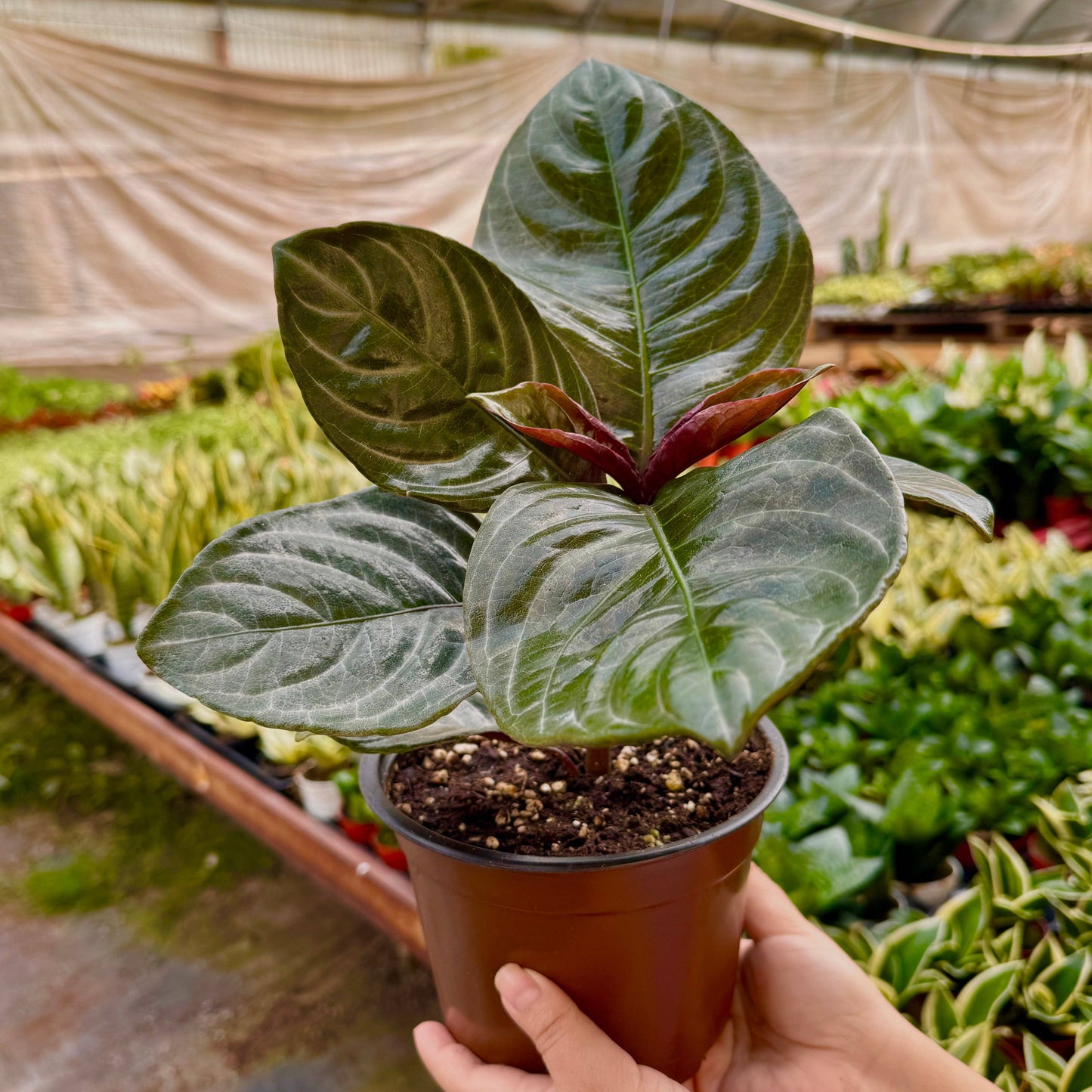 Aphelandra 'Nova Fuego': 6" Pot