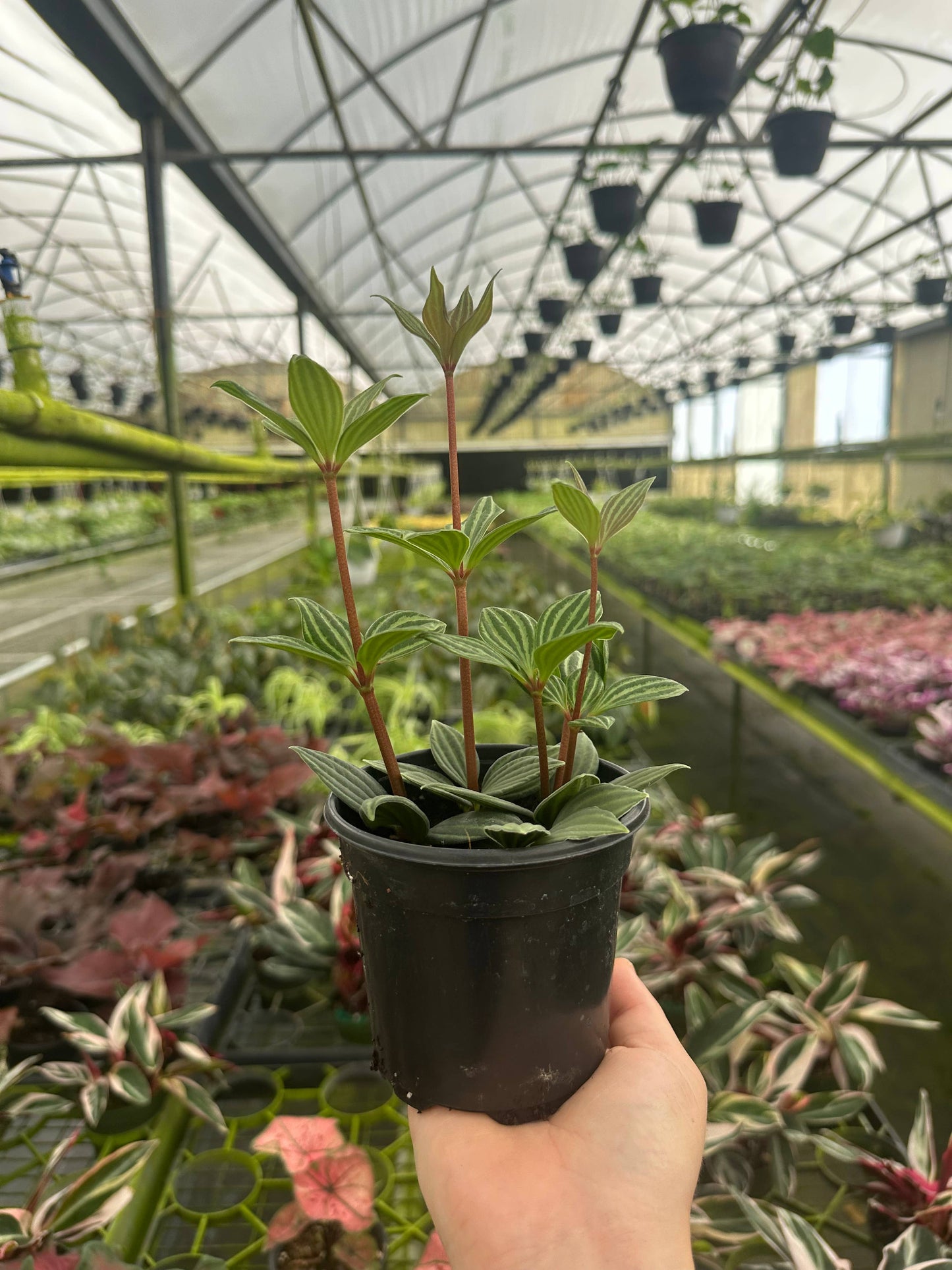 4" Peperomia Stilt -Peperomia Puteolata
