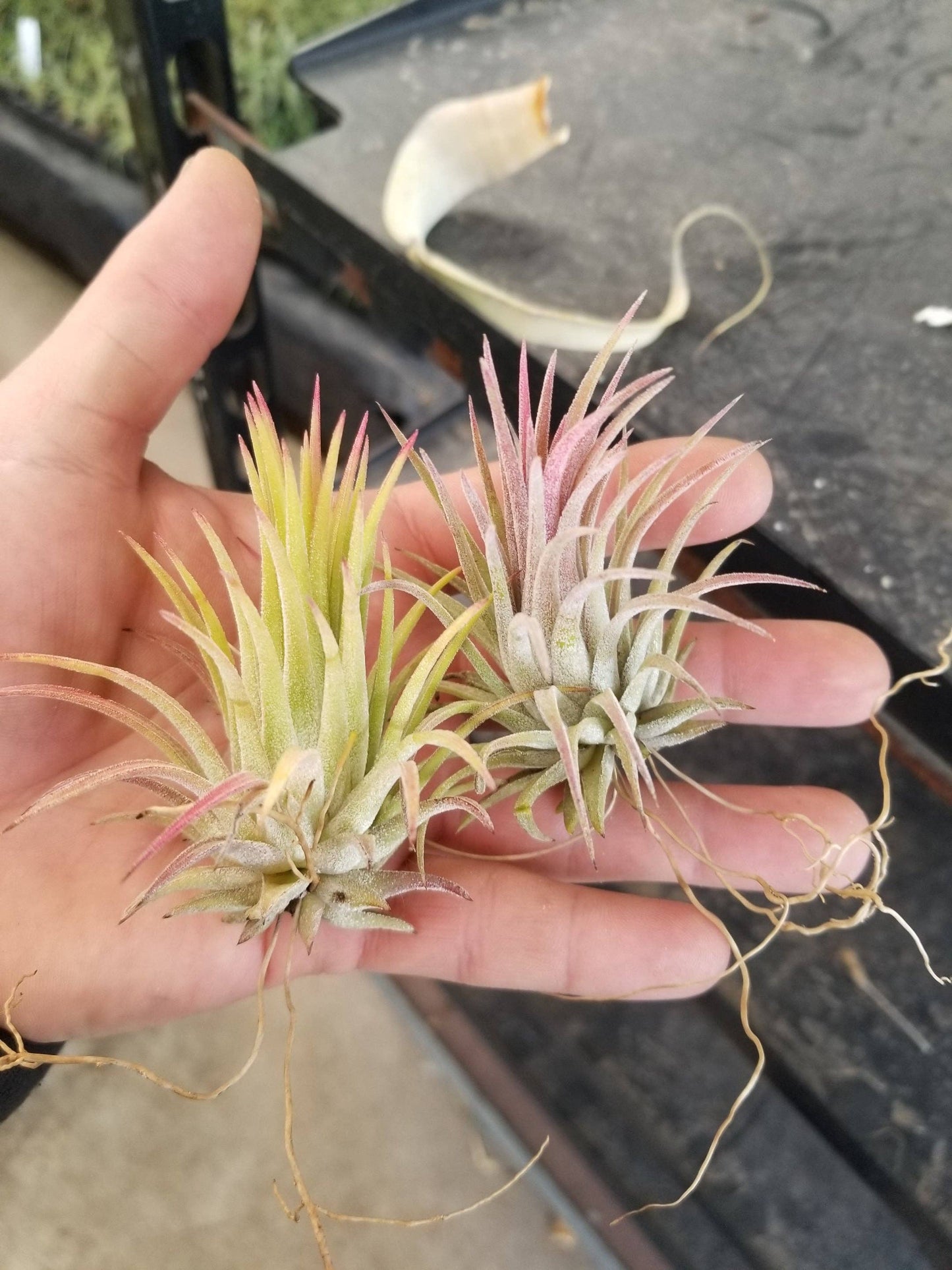 Tillandsia Ionantha Rubra air pant