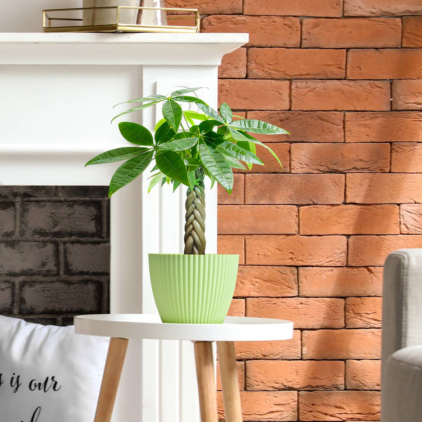 Braided Money Tree Pachira aquatica